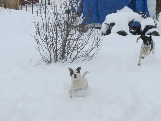 Dog romp